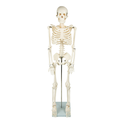 Anatomical 85cm Tall Human Skeleton with Flexible Spine Model - Medical Anatomy